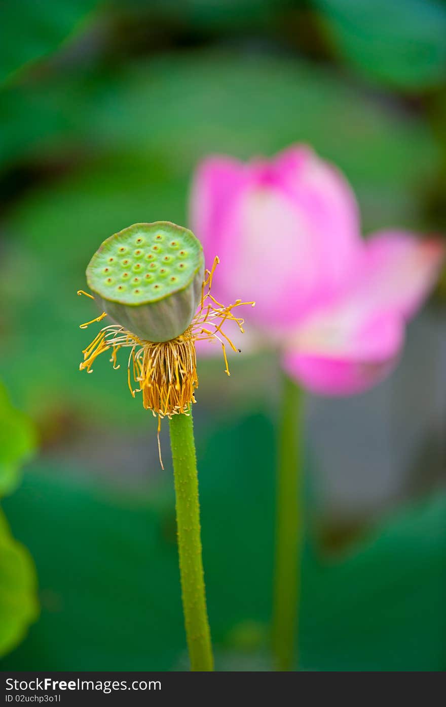 Pink lotus in the summer.