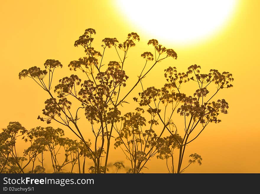 Flower Silhouette At Sunrise