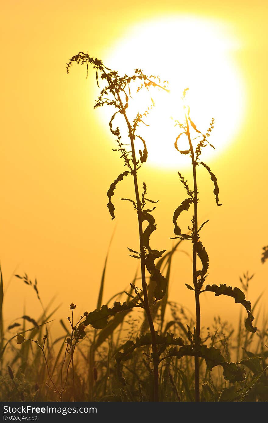 Flower silhouette at sunrise and morning mist