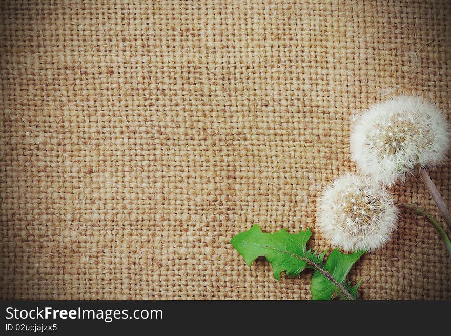 Dandelions on burlap background