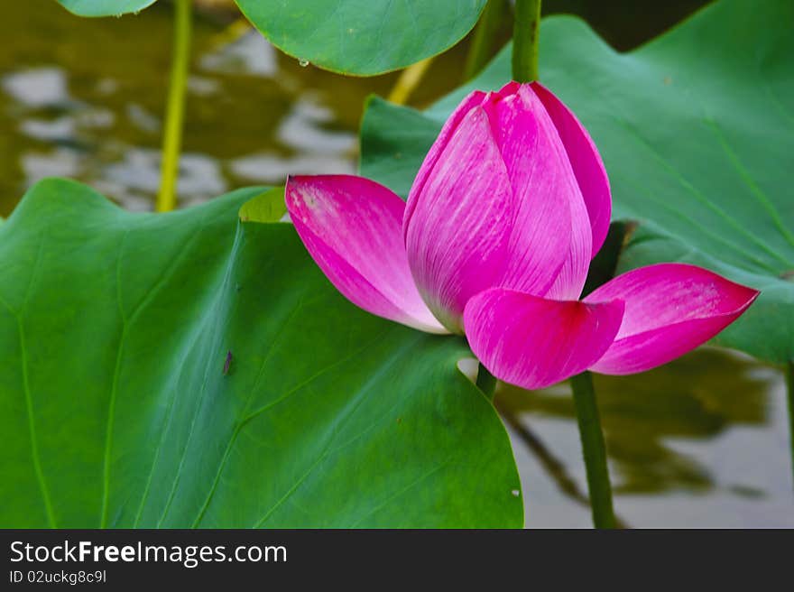 Pink lotus in the summer.