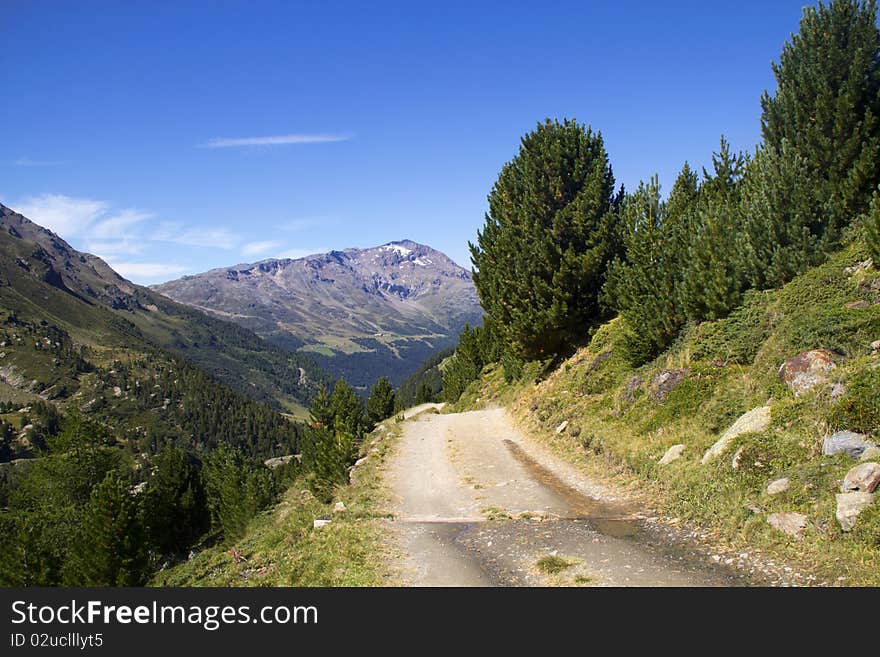 Mountain trail through forests of pines. Mountain trail through forests of pines