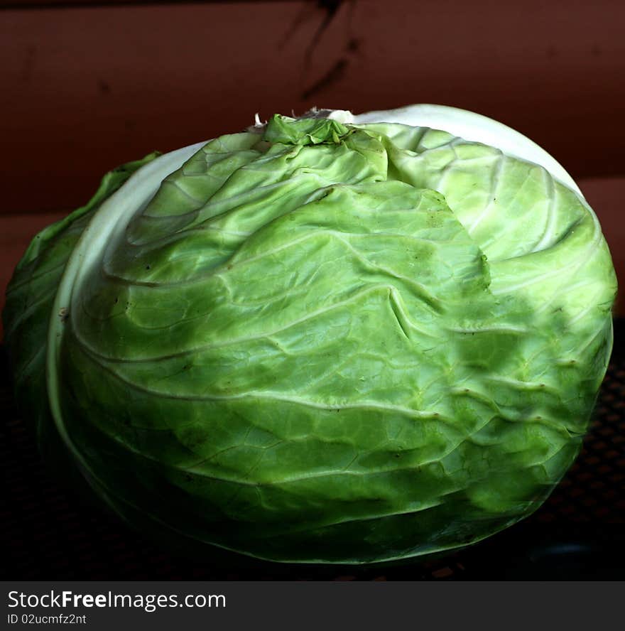 This is one of the cabbages my husband grew in his garden. This is one of the cabbages my husband grew in his garden