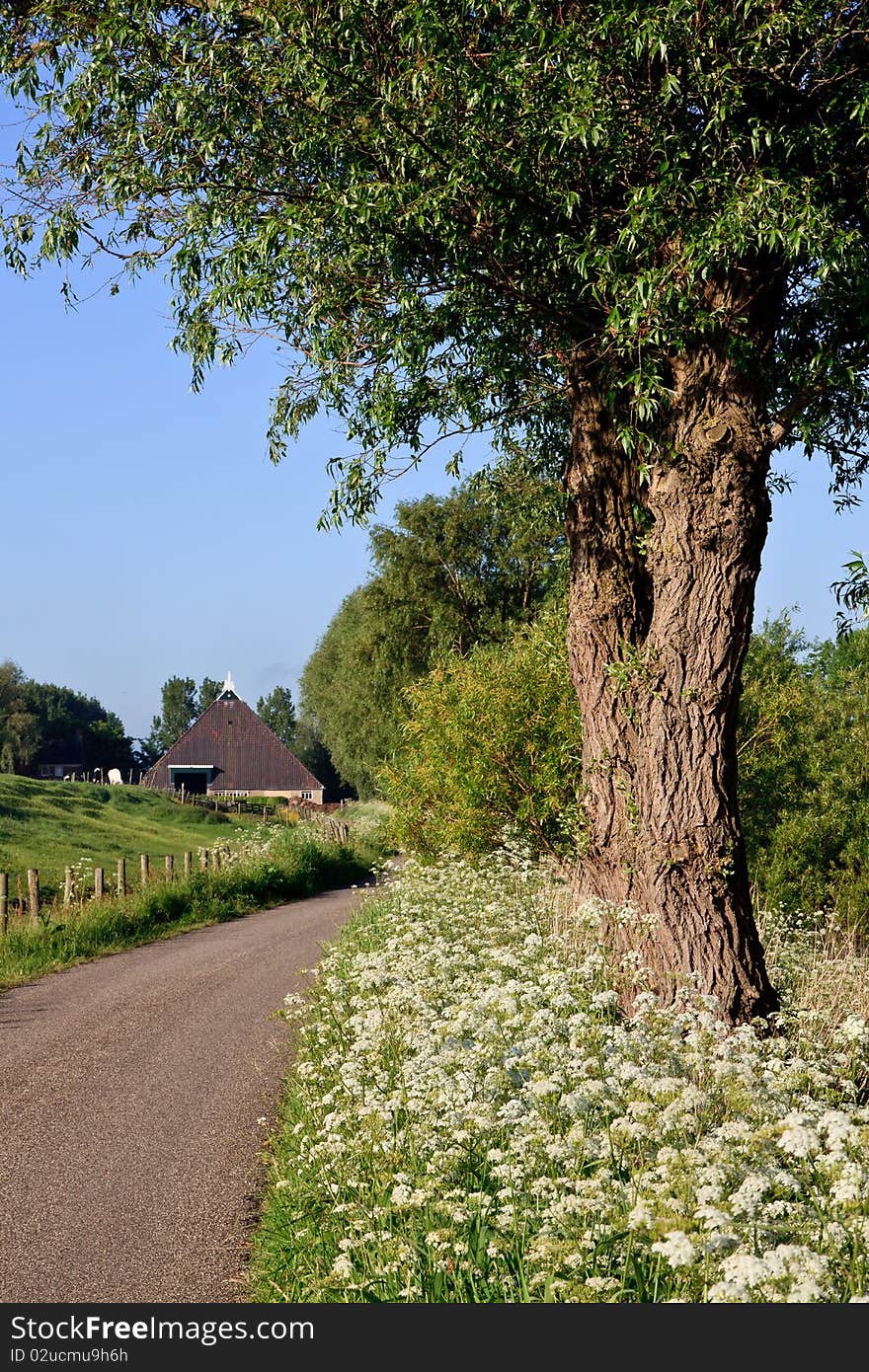 Countryside road and verge