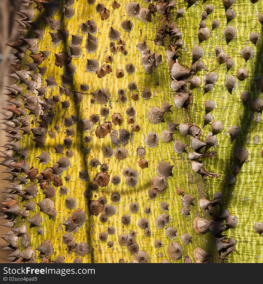 Thorns on the trunk and thorns of a Brazilian Chorisia Speciosa tree or Ceiba speciosa