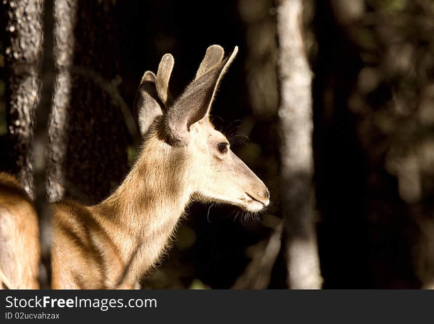 Deer Buck sunlit bush forest antlers velvet Canada