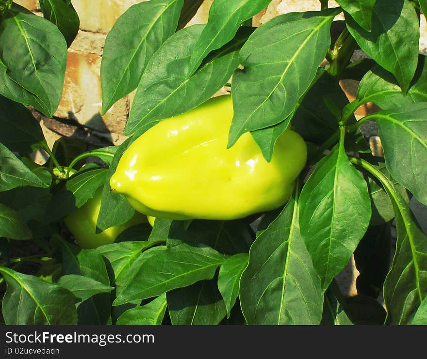 On this photo you can see a green pepper on a bush.