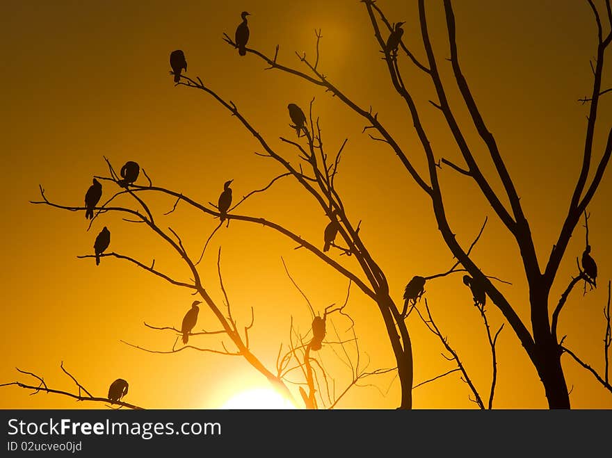 Cormorants in tree sunset Saskatchewan Canada orange yellow