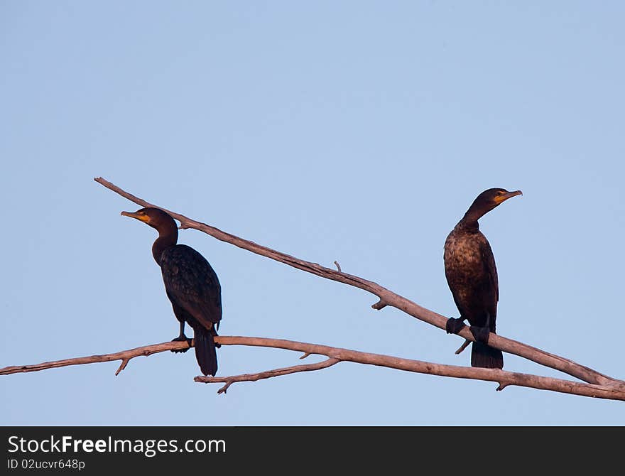 Cormorants in tree