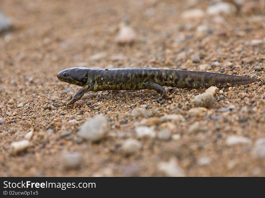 Tiger Salamander