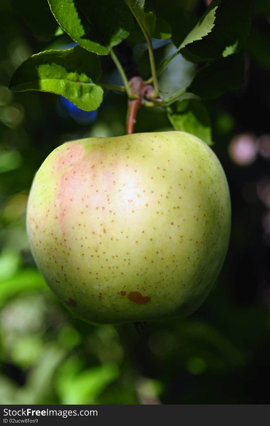 Ginger Gold Apple hanging in a tree