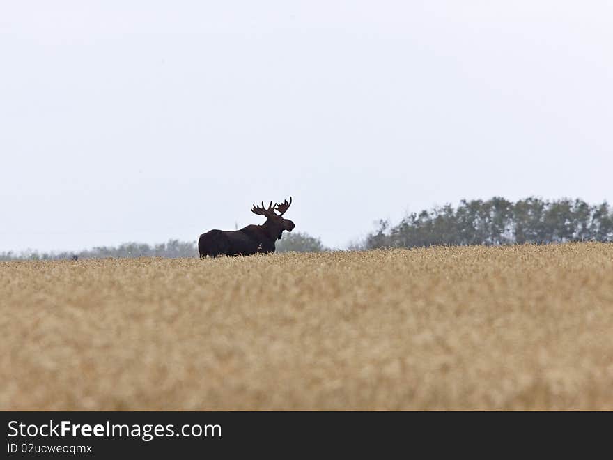 Bull Moose in Saskatchewan Prairie wheat bush