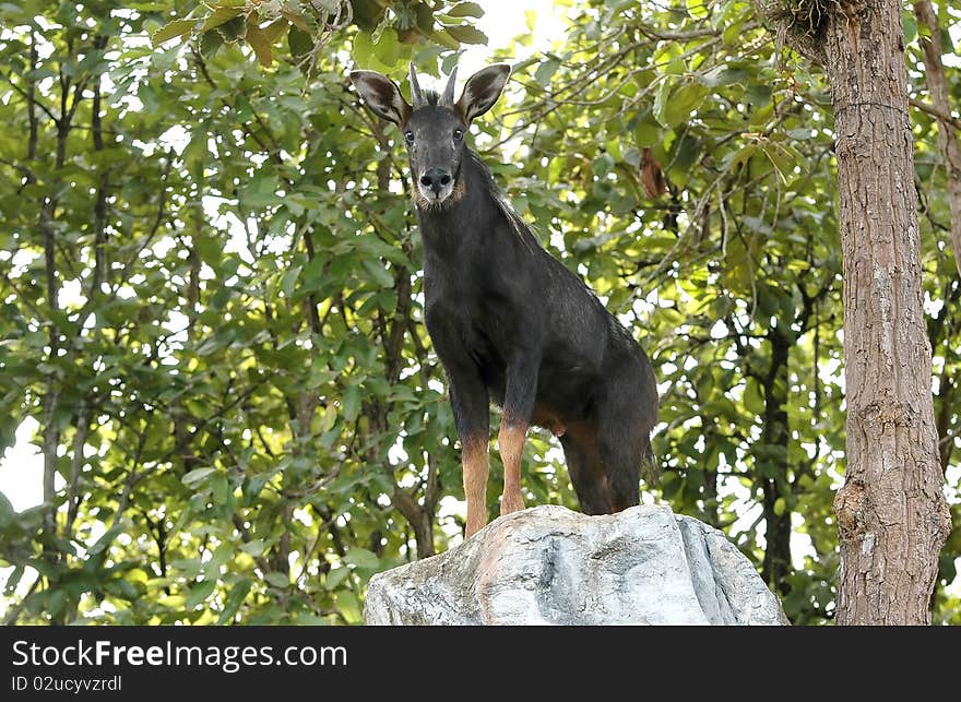 Seral in chiang mai night safari