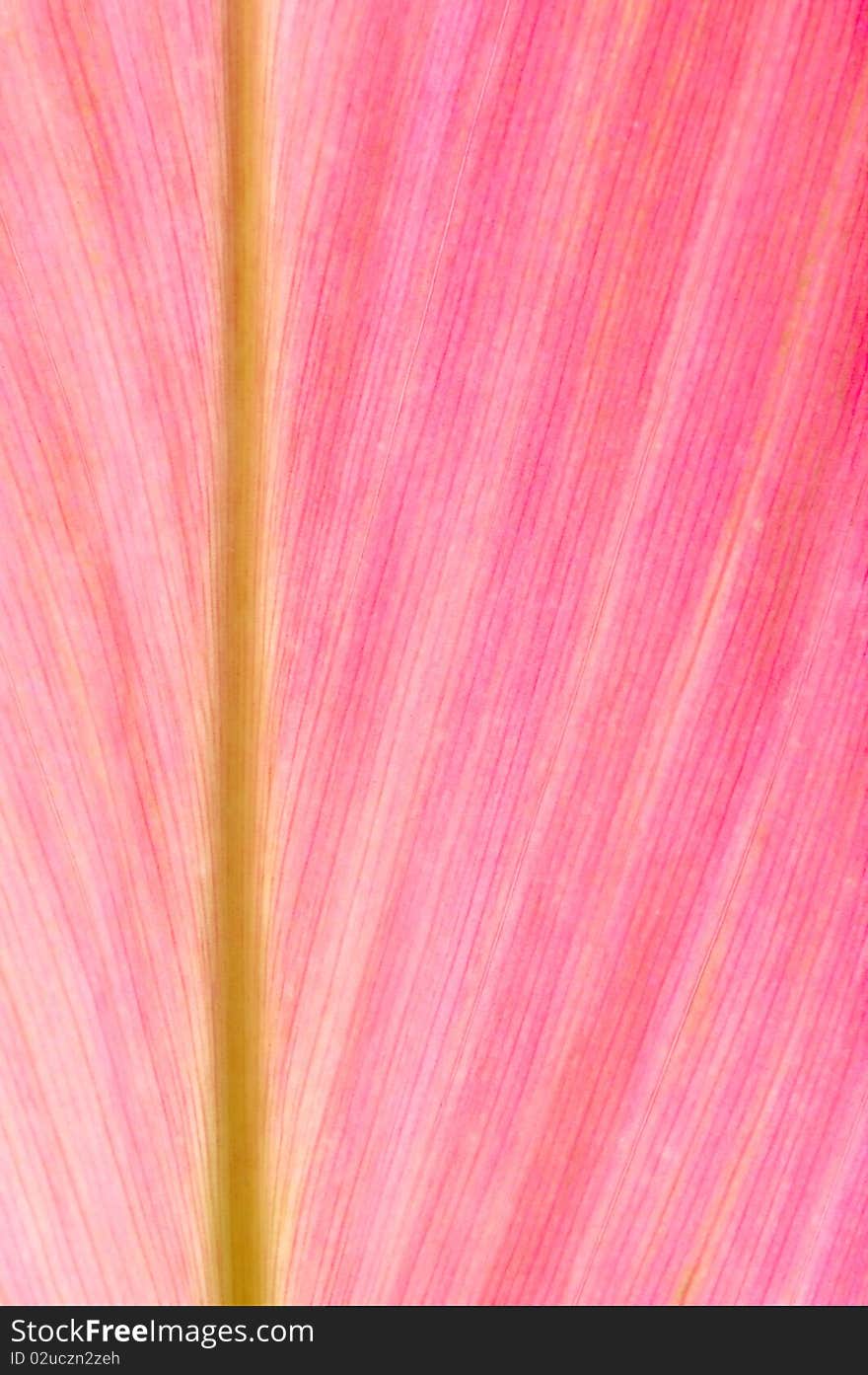 Texture of bright pink leaf