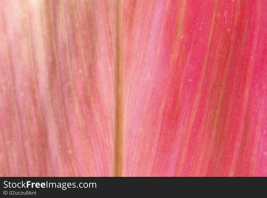 Texture of bright pink leaf