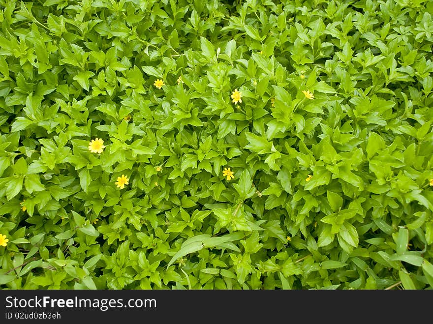 A wild plant with yellow flowers