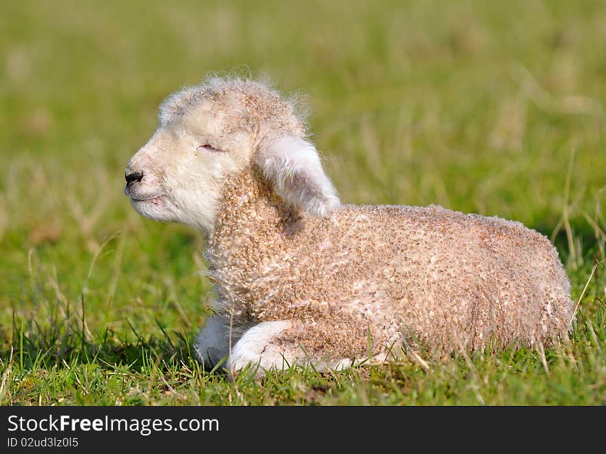 Lambs are symbol of summer.Here approx. 1 day old. Lambs are symbol of summer.Here approx. 1 day old.