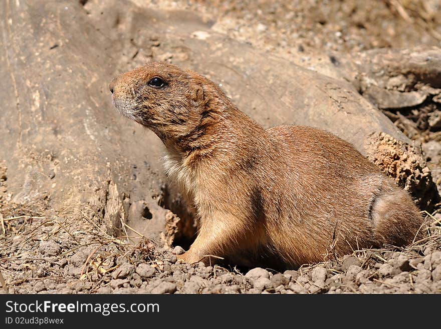 The black-tailed prairie dog (Cynomys ludovicianus), is a rodent of the family sciuridae found in the Great Plains of North America from about the USA-Canada border to the USA-Mexico border