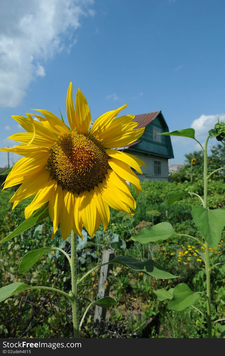 Sunflower on a kitchen garden. Blue sky.