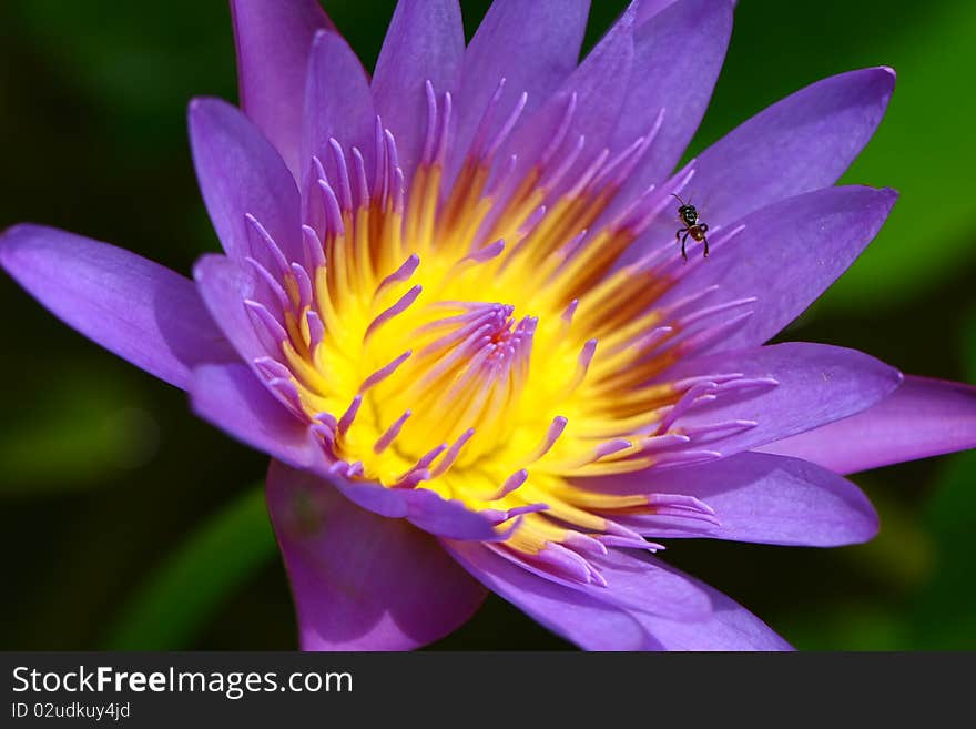 Water Lily