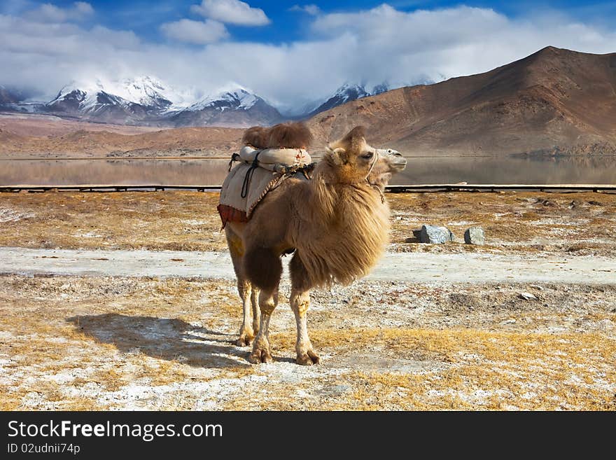 Beautiful highland scenery and camels. Beautiful highland scenery and camels