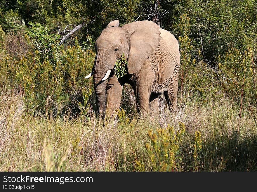 A elephant having a lunch