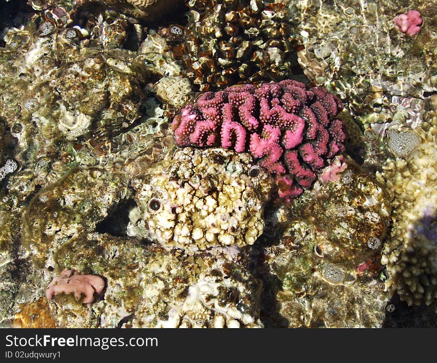 Coral on the beach or under the sea. Coral on the beach or under the sea