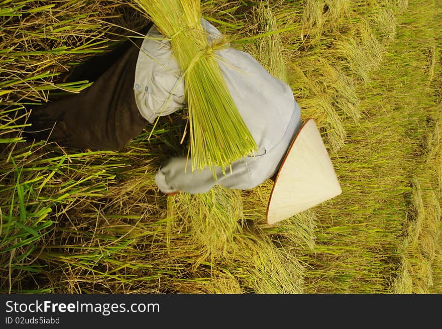 The man assembles into small bundles of the corn and rice will be transported to the threshing machine that is down the road. The machine can not enter the paddy field because the soil is too soft. The man assembles into small bundles of the corn and rice will be transported to the threshing machine that is down the road. The machine can not enter the paddy field because the soil is too soft.