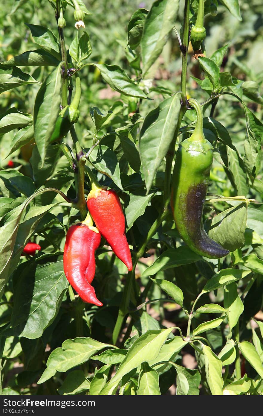 Chili Pepper