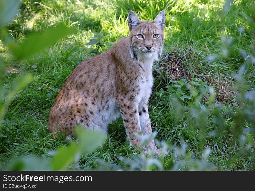 A beautiful and relaxed Lynx looking straight into the lens. A beautiful and relaxed Lynx looking straight into the lens.