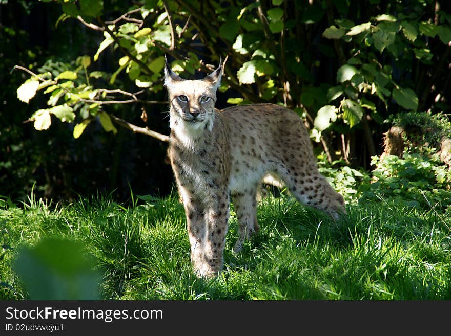 A beautiful Lynx coming out of the bushes. A beautiful Lynx coming out of the bushes.