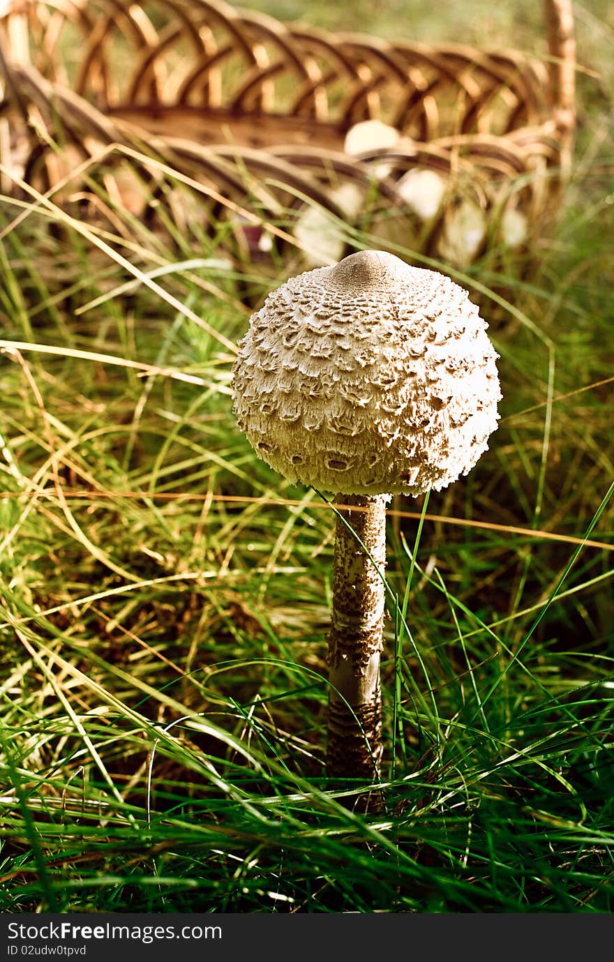 Parasol Mushroom