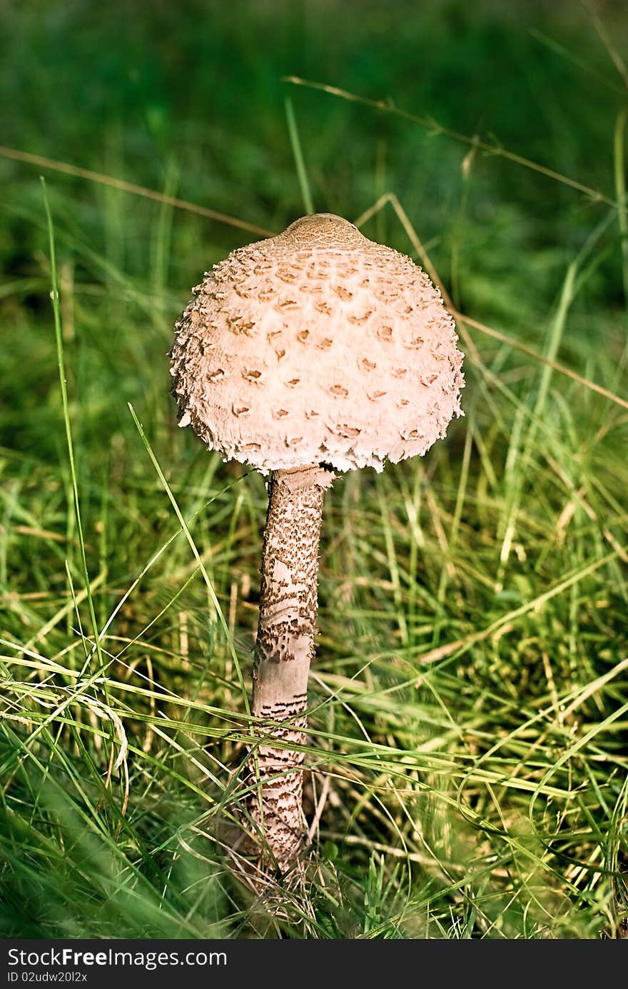 Mushroom