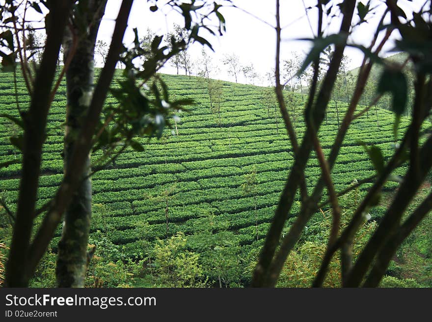 Tea gardens