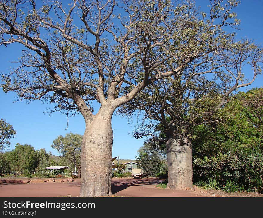 A landscape scene showing Adansonia tree's in Western Australia. A landscape scene showing Adansonia tree's in Western Australia.