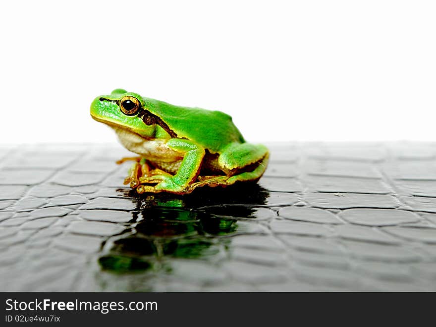 Tree frog sits on a white background on the patent leather of the crocodile. view from the left side. Tree frog sits on a white background on the patent leather of the crocodile. view from the left side.