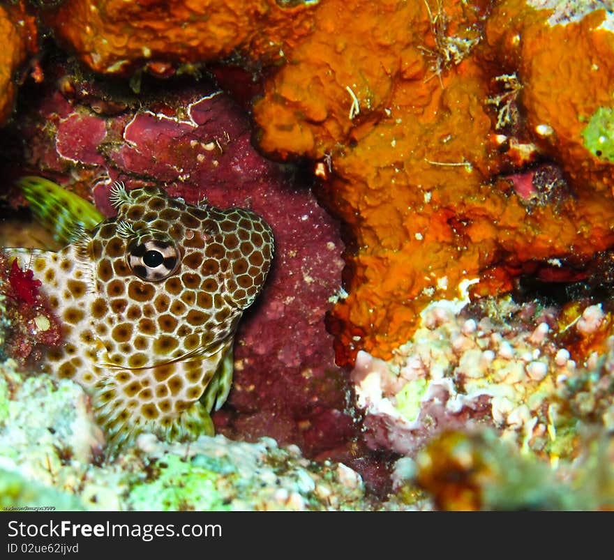 A shy Leopard Blenny hidding in the reef. A shy Leopard Blenny hidding in the reef.