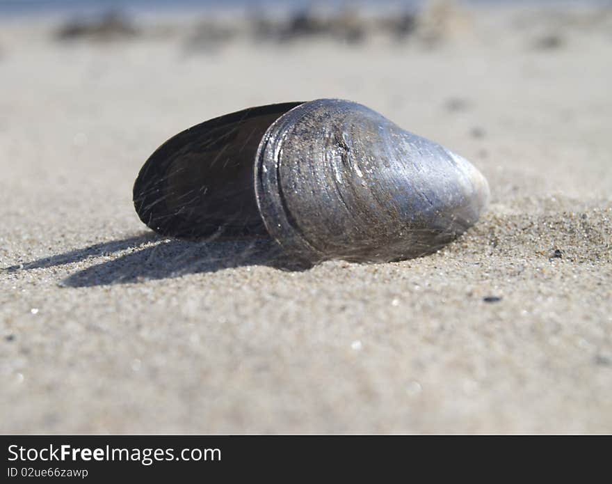 Mussel shell