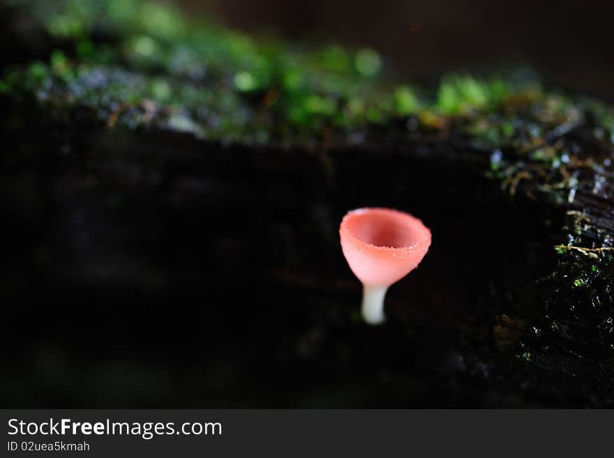 Orange Mushroom