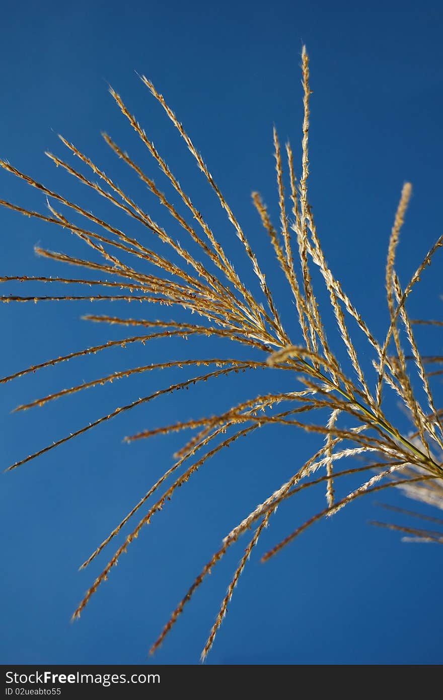 Ornamental Grass Detail 1