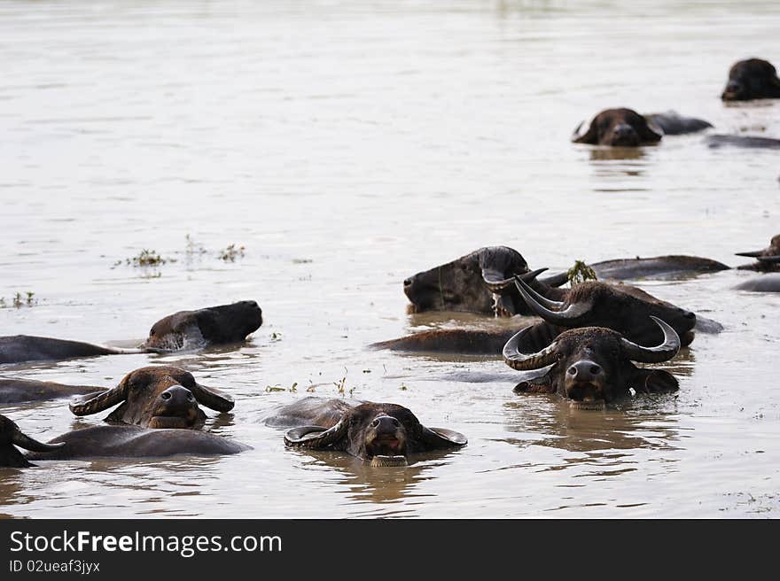 Buffalo Swimming