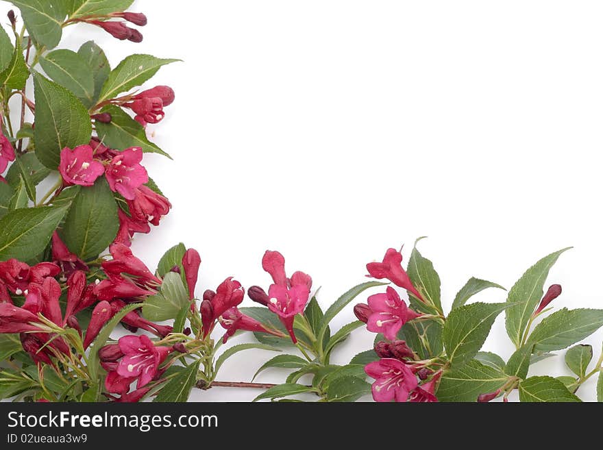 Red flowers over white