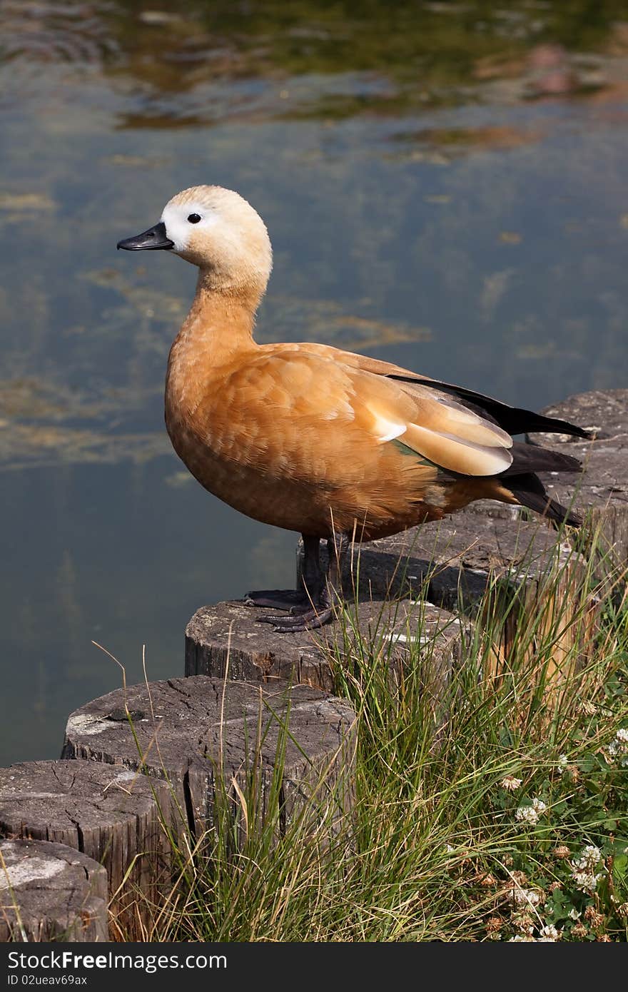 Ruddy shelduck