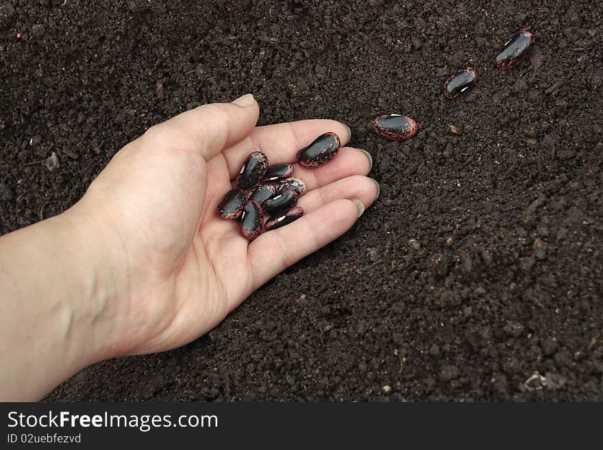 Planting of vegetable seeds in prepared soil