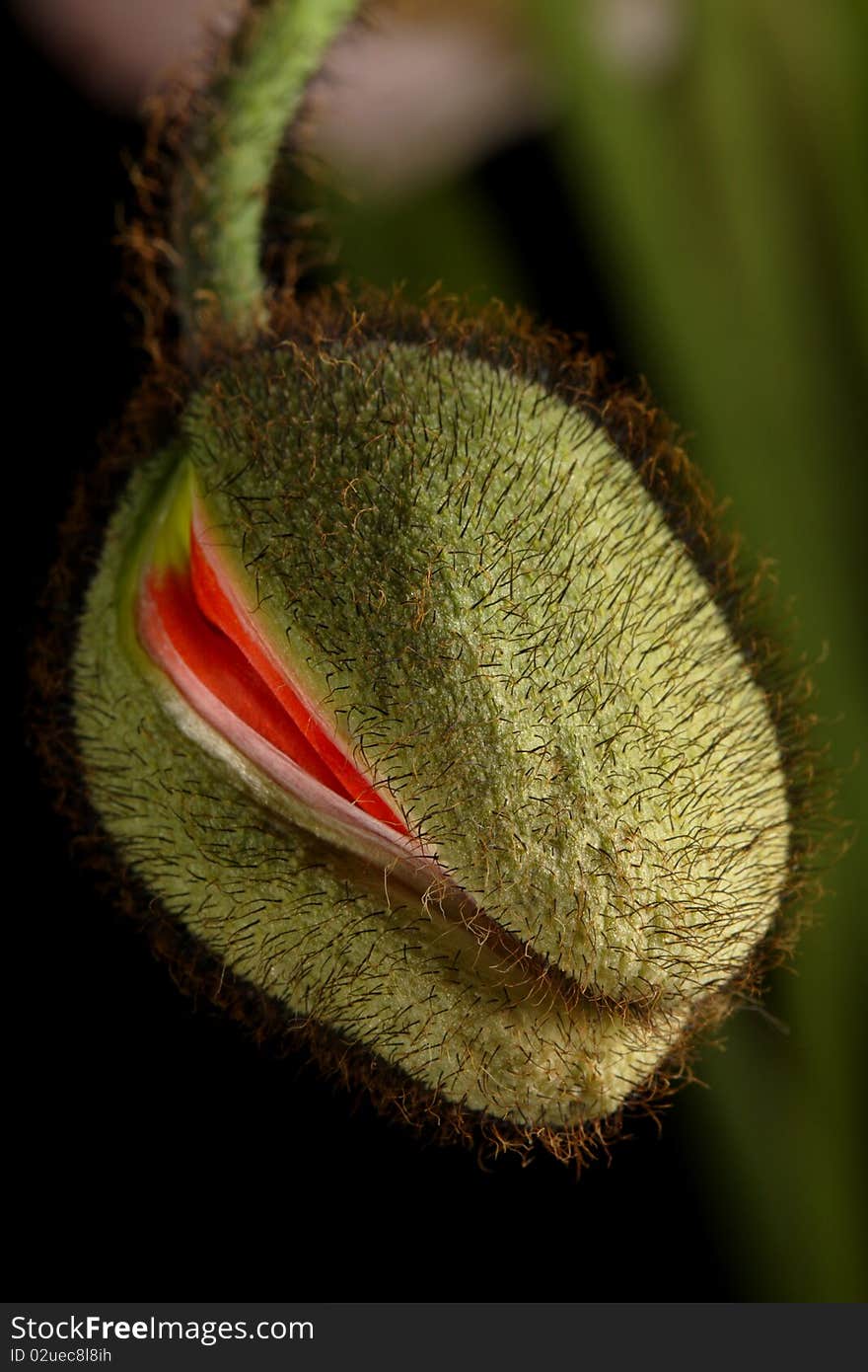 Closeup of poppy bud just about to open