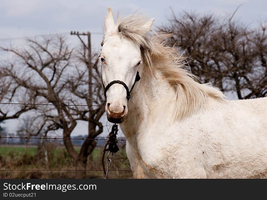 White horse portrait