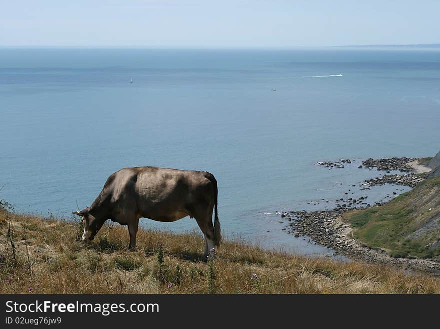 Bull on holiday