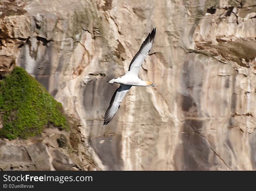 Gannet