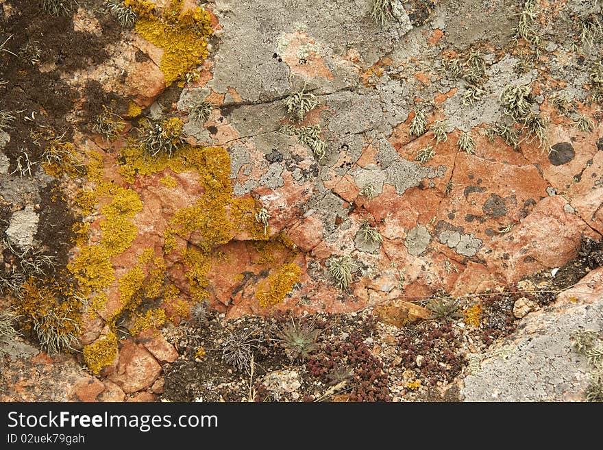 Oranges, ochres and greys on slab of rock near Jersey coast. Oranges, ochres and greys on slab of rock near Jersey coast