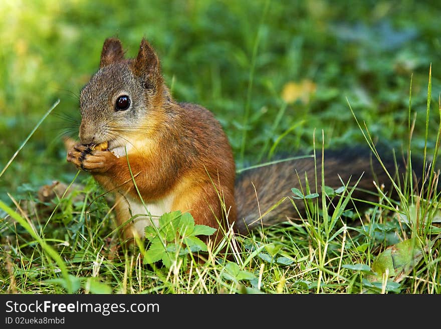 Squirrel On Grass With Nut.